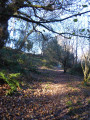 Autumnal scene West Tanpit Wood