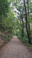 Path in Tehidy Woods