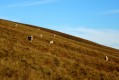 Sheep on the moorland
