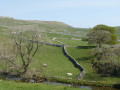 Yorkshire Dales scenery. A patchwork of fields.